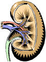 Kidneys