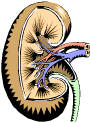 Kidneys