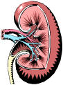 Kidneys