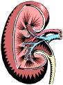 Kidneys